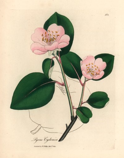 Pink flowered quince tree, Pyrus cydonia, from a botanical illustration by James Sowerby from William Woodville and Sir William Jackson Hooker