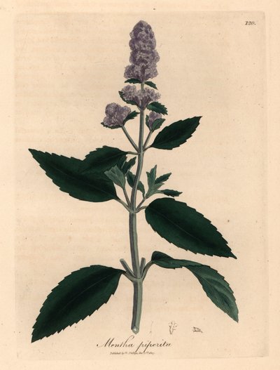Purple flowered peppermint, Mentha piperita, from a botanical illustration by James Sowerby from William Woodville and Sir William Jackson Hooker