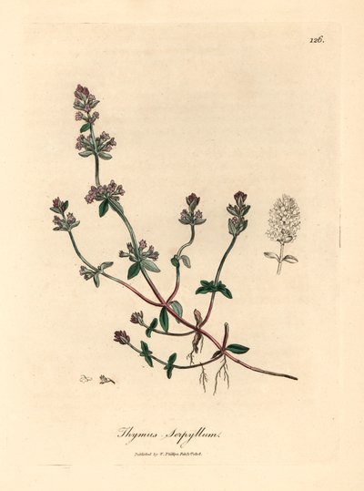 Purple flowered wild thyme, Thymus serpyllum, from a botanical illustration by James Sowerby from William Woodville and Sir William Jackson Hooker