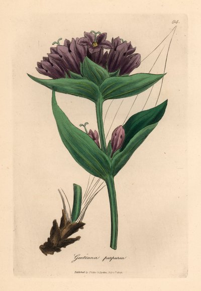 Purple gentian, Gentiana purpurea, from a botanical illustration by James Sowerby from William Woodville and Sir William Jackson Hooker