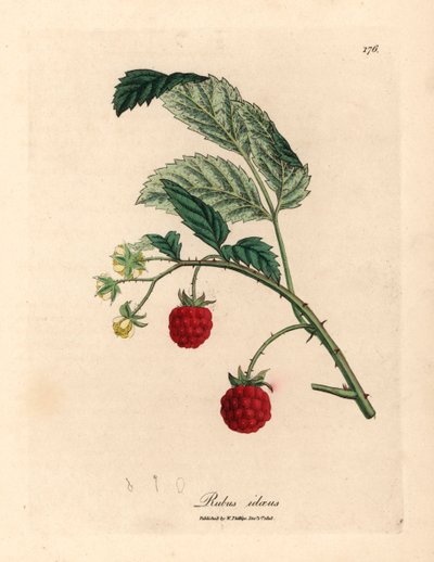 Raspberry bush with ripe fruit and yellow flowers, Rubus idaeus, from a botanical illustration by James Sowerby from William Woodville and Sir William Jackson Hooker