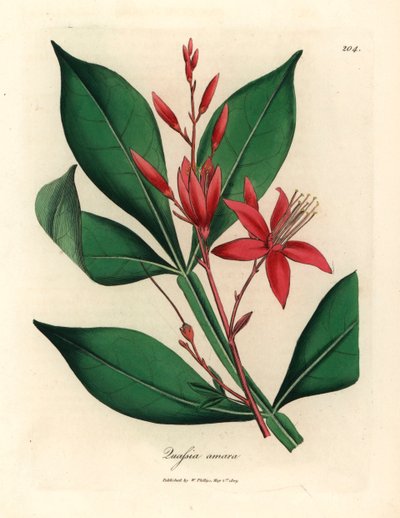 Red Flowered Bitter Quassia, Quassia Amara, from a Botanical Illustration by James Sowerby from William Woodville and Sir William Jackson Hooker