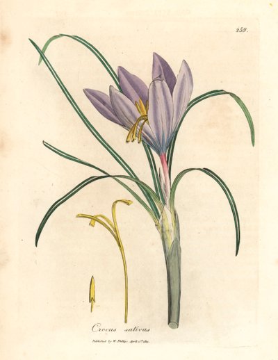Saffron crocus, Crocus sativus, from a botanical illustration by James Sowerby from William Woodville and Sir William Jackson Hooker