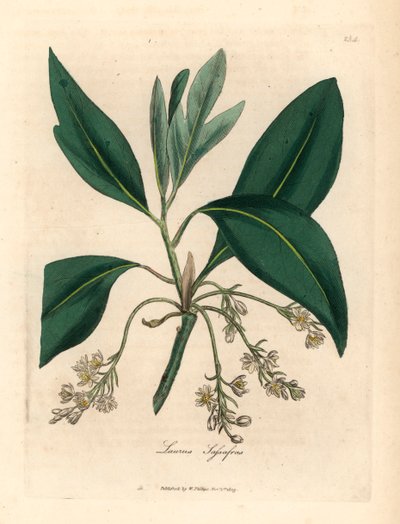 Sassafras Tree, Laurus Sassafras, from a Botanical Illustration by James Sowerby from William Woodville and Sir William Jackson Hooker