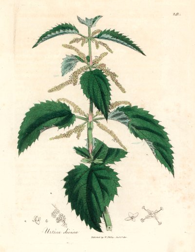 Stinging Nettle, Urtica Dioica, from a Botanical Illustration by James Sowerby from William Woodville and Sir William Jackson Hooker