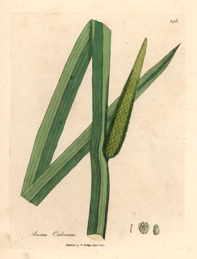 Sweet Flag, Acorus Calamus, from a Botanical Illustration by James Sowerby from William Woodville and Sir William Jackson Hooker