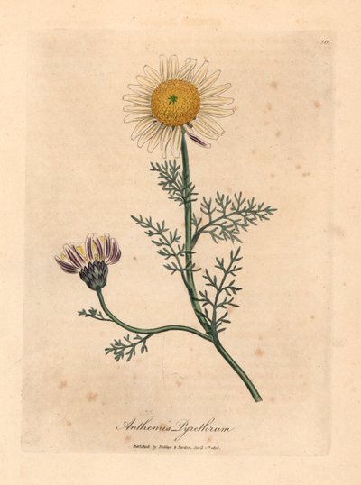 White and yellow Spanish camomile, Anthemis pyrethrum, from a botanical illustration by James Sowerby from William Woodville and Sir William Jackson Hooker