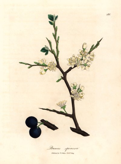 White blossom and blue berries of the sloe tree, Prunus spinosa, from a botanical illustration by James Sowerby from William Woodville and Sir William Jackson Hooker