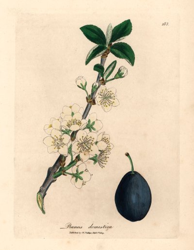 White blossom and fruit of the plum or prune tree, Prunus domestica, from a botanical illustration by James Sowerby from William Woodville and Sir William Jackson Hooker