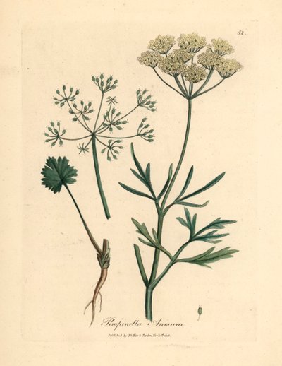White flowered anise, Pimpinella anisum, from a botanical illustration by James Sowerby from William Woodville and Sir William Jackson Hooker