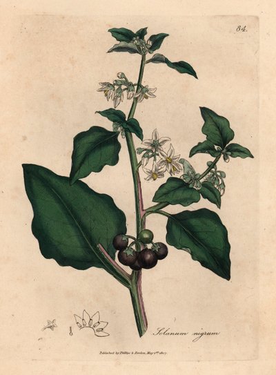 White flowered, black berry, garden nightshade, Solanum nigrum, from a botanical illustration by James Sowerby from William Woodville and Sir William Jackson Hooker