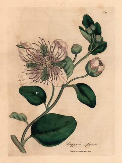 White Flowered Caper Bush, Capparis Spinosa, from a Botanical Illustration by James Sowerby from William Woodville and Sir William Jackson Hooker