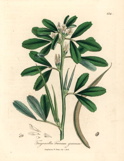 White Flowered Fenugreek with Seed Pod, Trigonella Foenum Graecum, from a Botanical Illustration by James Sowerby from William Woodville and Sir William Jackson Hooker