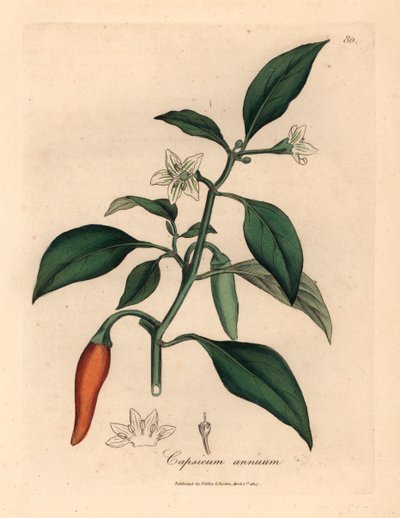 White flowered, scarlet guinea pepper, Capsicum annuum, from a botanical illustration by James Sowerby from William Woodville and Sir William Jackson Hooker