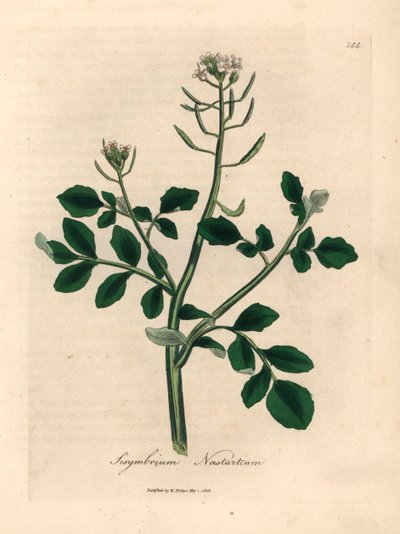 White flowered watercress, Sisymbrium nasturtium, from a botanical illustration by James Sowerby from William Woodville and Sir William Jackson Hooker