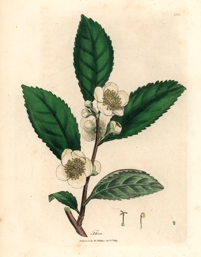 White Flowers and Green Tea Leaves, Thea Bohea, Camellia Sinensis, from a Botanical Illustration by James Sowerby from William Woodville and Sir William Jackson Hooker
