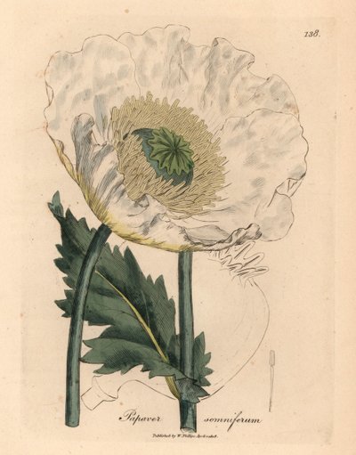 White Poppy, Papaver Somniferum, from a Botanical Illustration by James Sowerby from William Woodville and Sir William Jackson Hooker