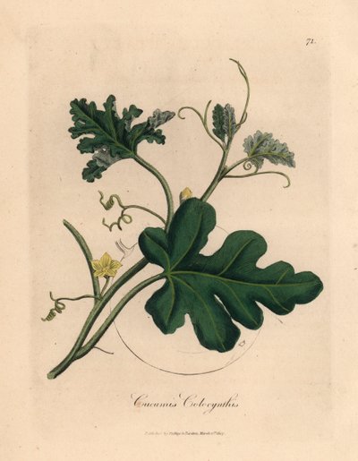 Yellow flowered bitter cucumber, Cucumis colocynthis, from 