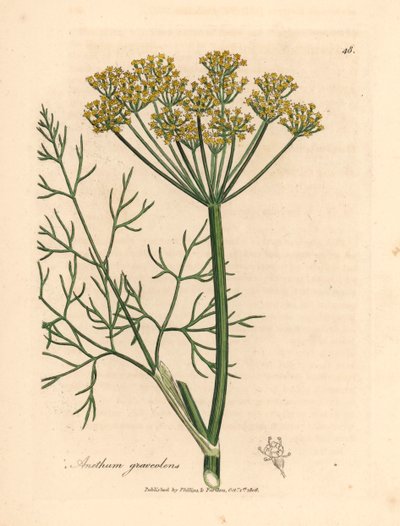 Yellow flowered dill, Anethum graveolens, from a botanical illustration by James Sowerby from William Woodville and Sir William Jackson Hooker
