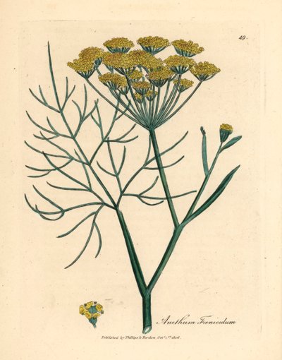 Yellow Flowered Fennel, from 