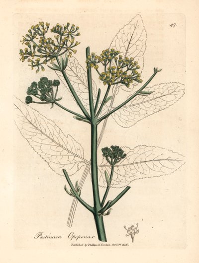 Yellow flowered opopanax or rough parsnep, Pastinaca opopanax, from a botanical illustration by James Sowerby from William Woodville and Sir William Jackson Hooker