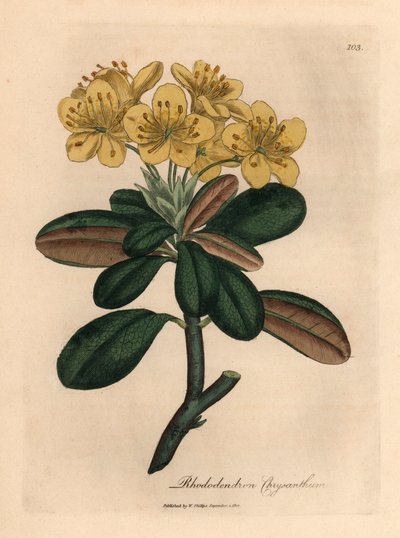 Yellow flowered rhododendron, Rhododendron chrysanthemum, from a botanical illustration by James Sowerby from William Woodville and Sir William Jackson Hooker