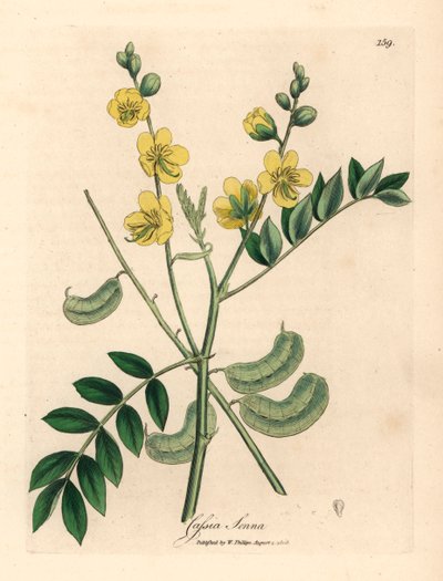 Yellow flowered senna or Egyptian cassia with seed pods, Cassia senna, from a botanical illustration by James Sowerby from William Woodville and Sir William Jackson Hooker