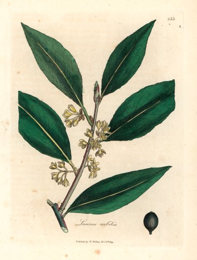 Yellow flowered sweet bay leaves, Laurus nobilis, from a botanical illustration by James Sowerby from William Woodville and Sir William Jackson Hooker