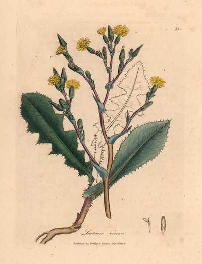 Yellow flowered wild lettuce, Lactuca virosa, from a botanical illustration by James Sowerby from William Woodville and Sir William Jackson Hooker