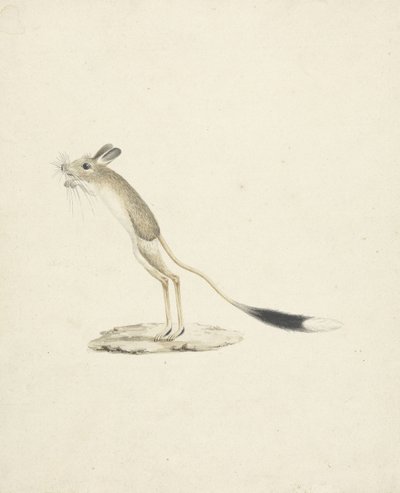 Jerboa No. 4 by James 1730 94 Bruce