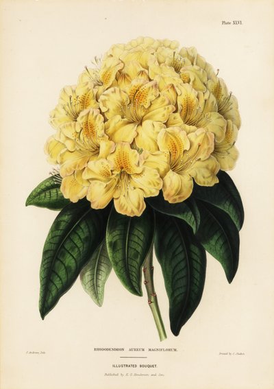 Golden rhododendron, Rhododendron aureum magniflorum by James Andrews