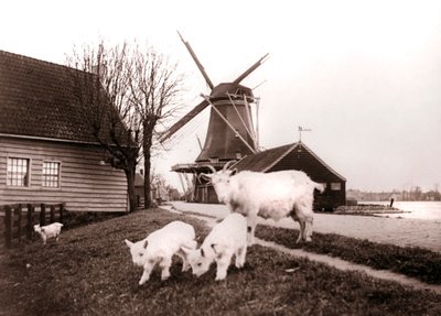 Goats, Laandam, Netherlands by James Batkin
