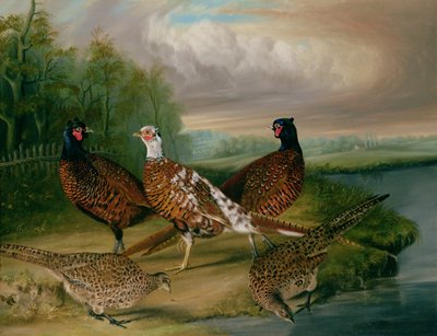 Pheasants by the River Wensum, Norfolk by James Blazeby