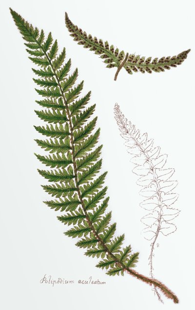 Polipodium aculeatum, now Polystichum achuleatum, a common fern of damp woods throughout the British Isles, from Filices Brittanicae; an History of the British Proper Ferns by James Bolton