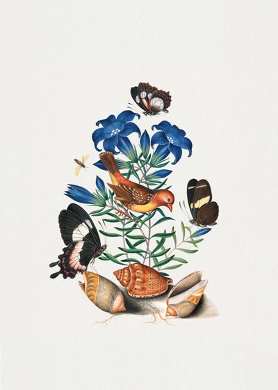 Red Avadavat by James Bolton