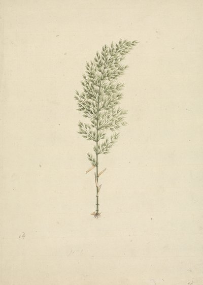 Arundinaria alpina K. Schum. (African Bamboo): Finished Drawing of Habit with Roots by James Bruce