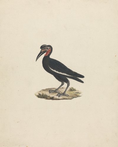 Bocorvus abyssinicus (Abyssinian Ground Hornbill) by James Bruce