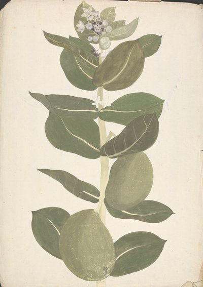 Calotropis procera (Ait.) Ait. f. (Apple of Sodom, Auricular Tree): finished drawing of flowering and fruiting plant by James Bruce