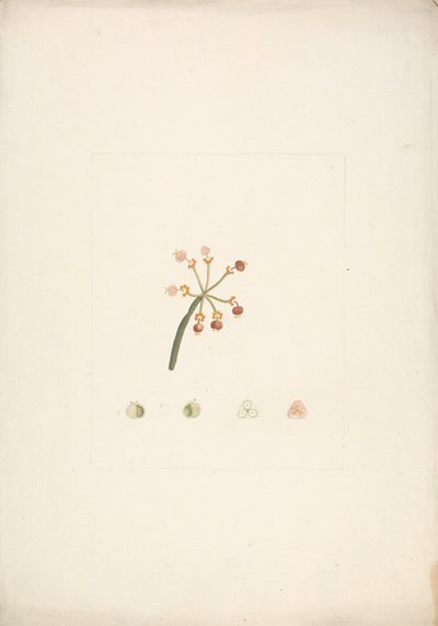 Euphorbia nubica N.E. Br. (Nubian Spurge): Finished Drawing of Flowering and Fruiting Shoot, with Details of Floral Dissections by James Bruce