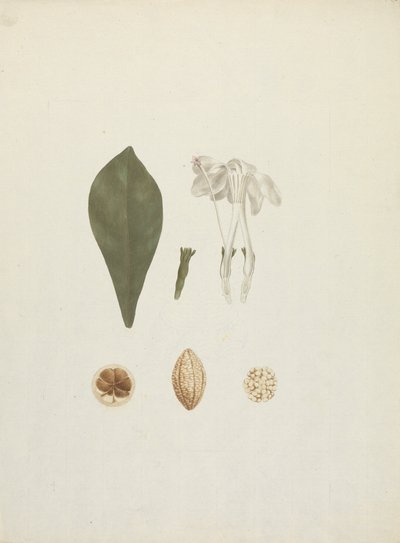 Gardenia ternifolia Schum.& Thonn. (Jovis-Tonantis): finished drawing with additional detail of fruit by James Bruce