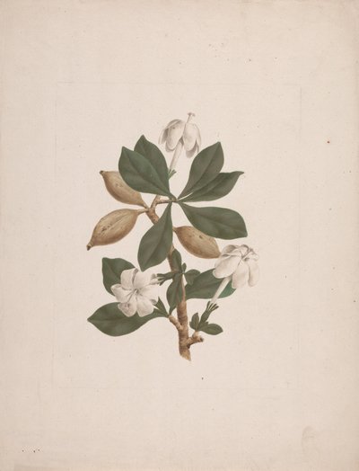 Gardenia ternifolia Schum. & Thonn. (Wild Gardenia): Finished Drawing by James Bruce