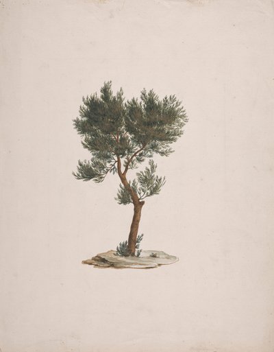 African Pencil Cedar (Juniperus procera Endl.): Finished Drawing of Tree