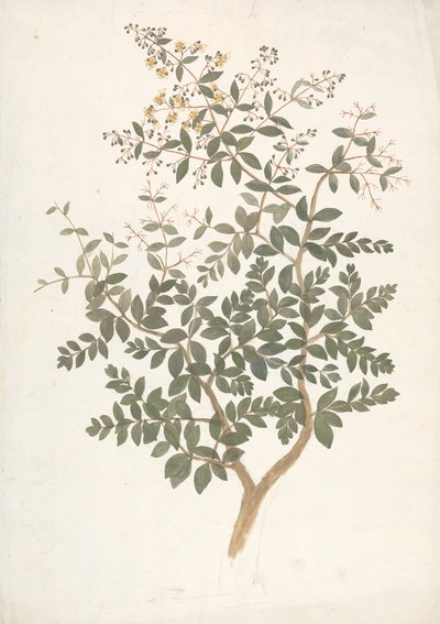 Lawsonia inermis L. (Henna): finished drawing of a flowering leafy shoot by James Bruce