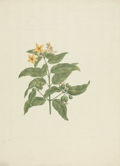 Mussaenda arcuata: Finished Drawing Without Details by James Bruce