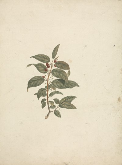 African Buckthorn: Finished Drawing without Details and with Berries Added by James Bruce