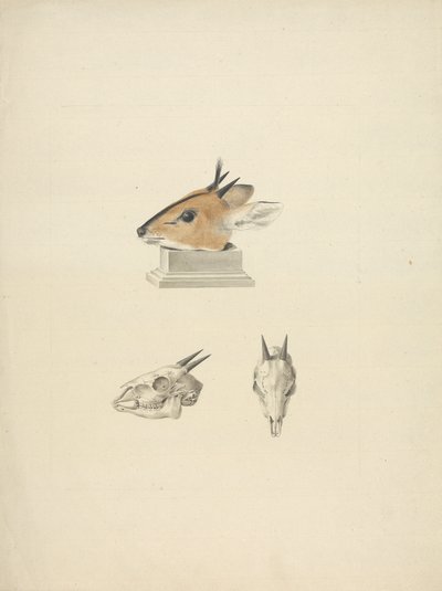 Unidentified Madoqua (Dik-dik): study of head and skull by James Bruce