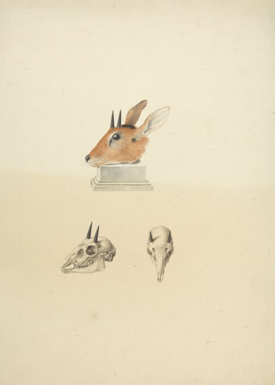 Unidentified Madoqua (Dik-dik): study of head and skull by James Bruce