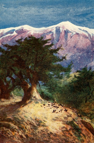 Cedars of Lebanon - Matt. xii. 33, c1924 by James Clark and Henry A Harper