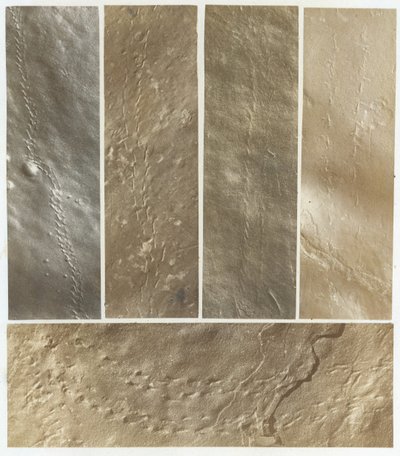 Ichnographs from the Sandstone of Connecticut River, published 1861 by James Deane