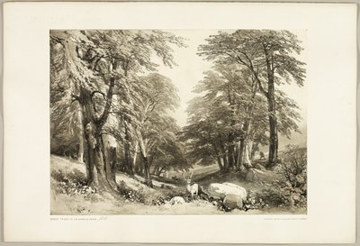 Beech Trees in Arundale Park, from The Park and the Forest by James Duffield Harding